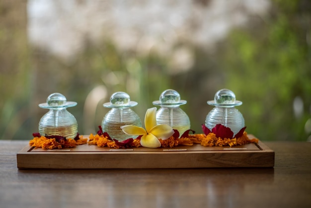 Ancient tea trees in Phongsali Province